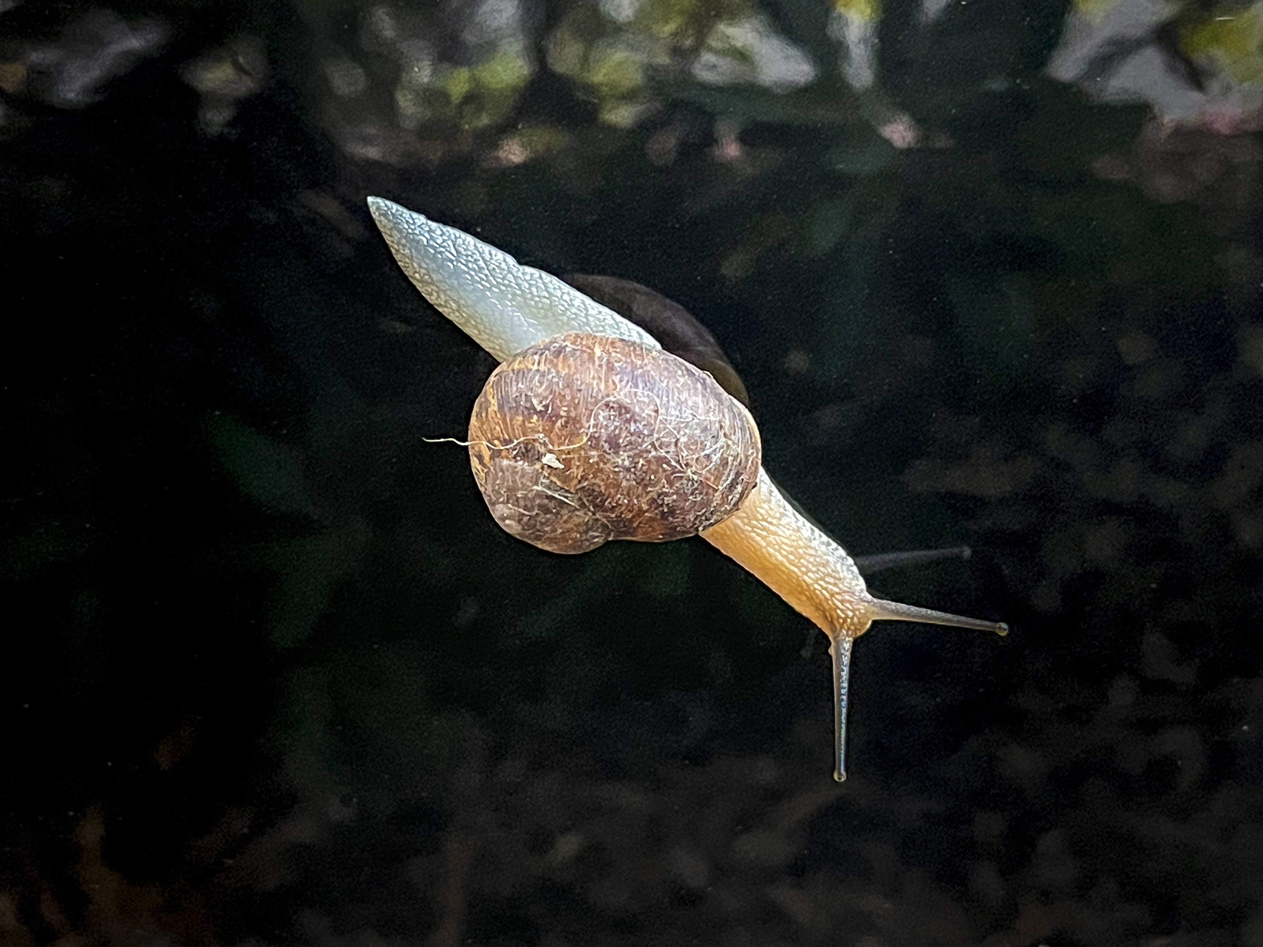 Snail (RT)